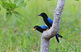 Yucatan Jay